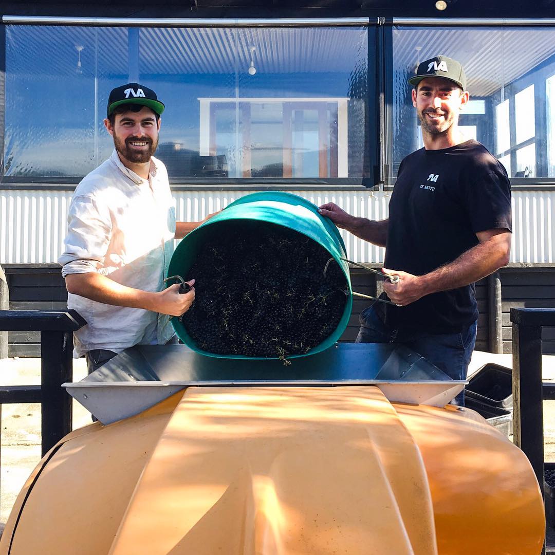 harvest - Te Motu Vineyard Waiheke
