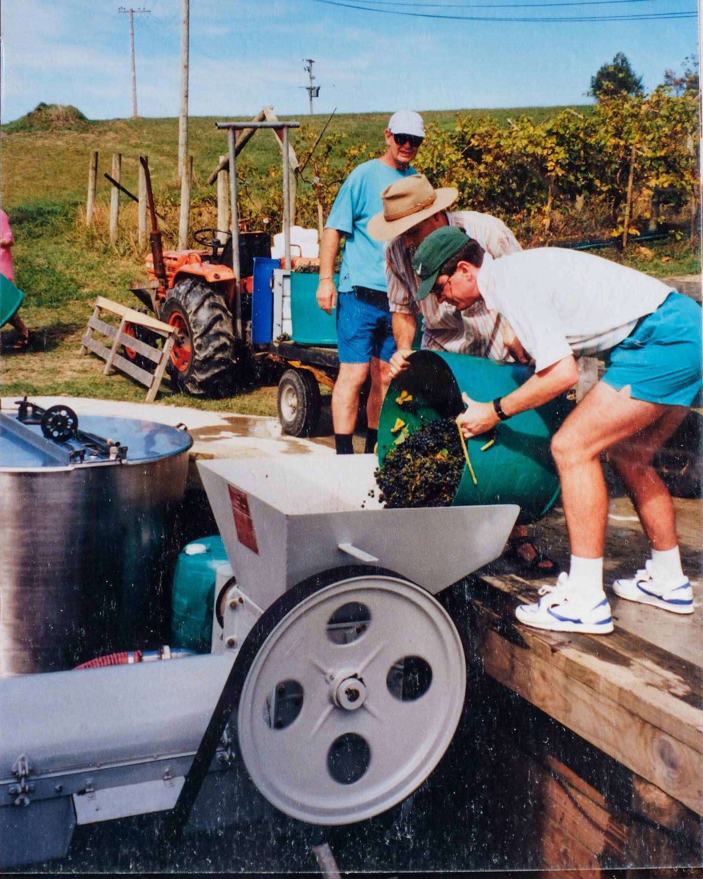 harvest  - Te Motu Vineyard Waiheke