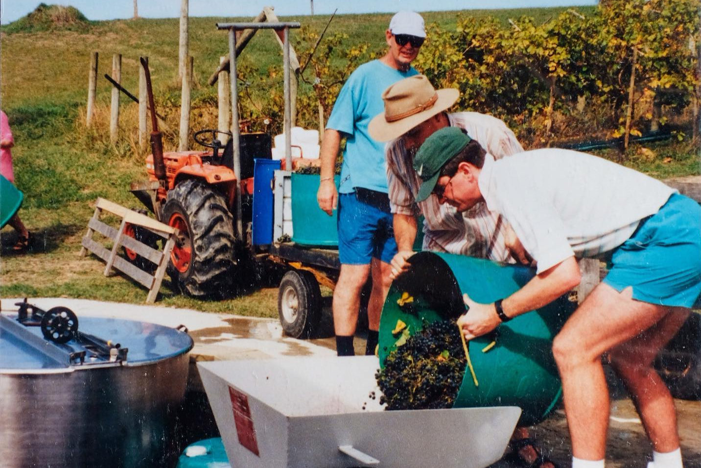 harvest - Te Motu Vineyard Waiheke