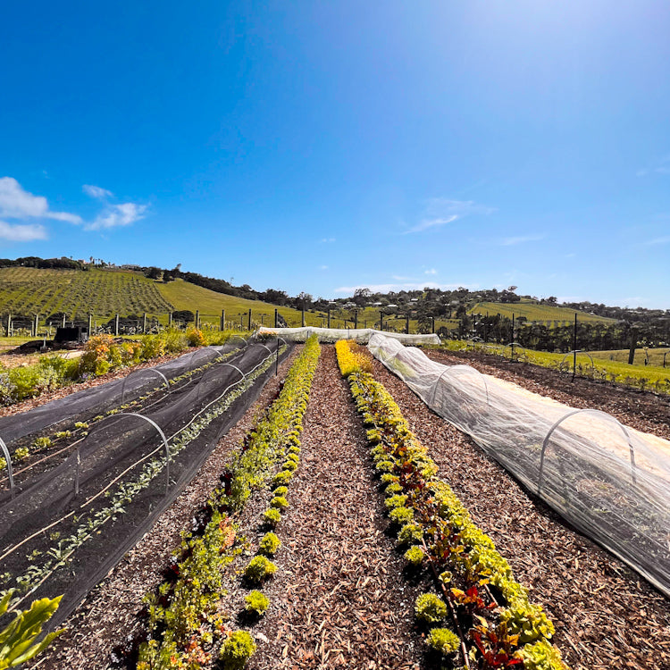 Te Motu Vineyard Waiheke