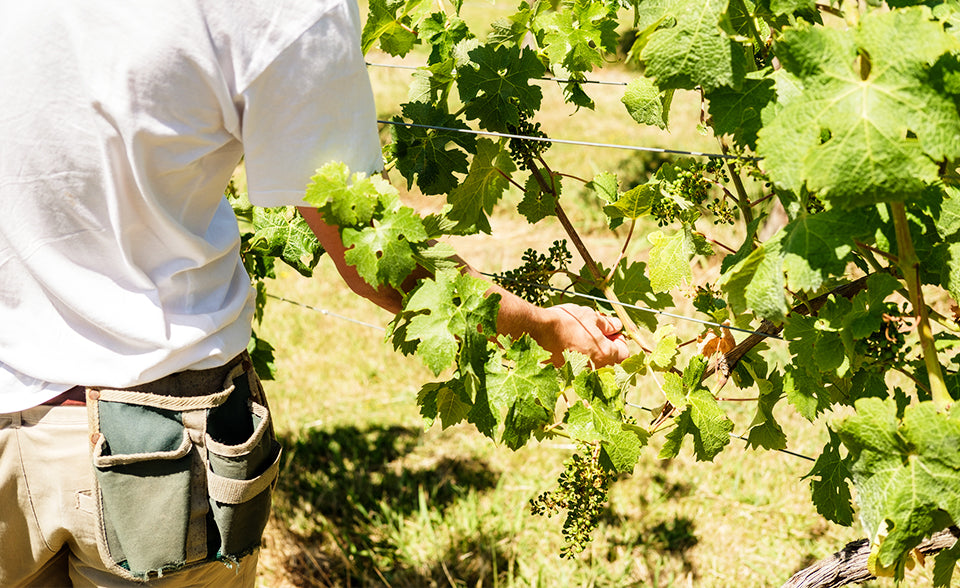 vines - Te Motu Vineyard Waiheke