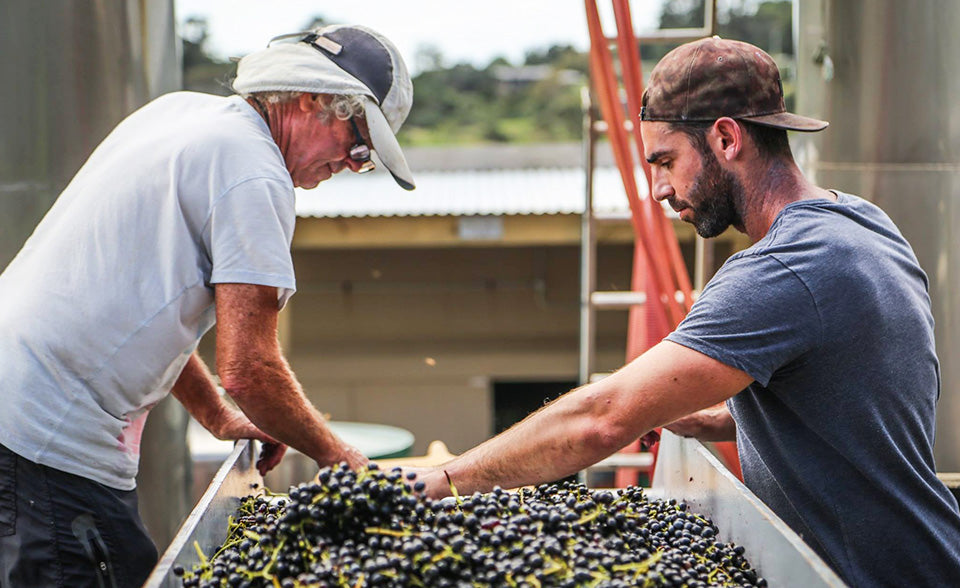 harvest - Te Motu Vineyard Waiheke