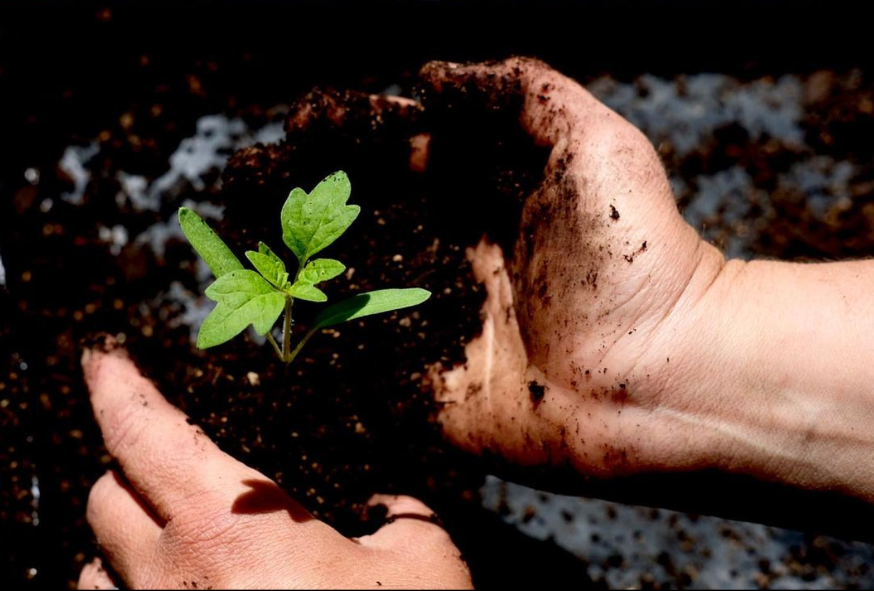 grape planting - Te Motu Vineyard Waiheke