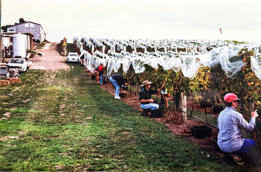 The First Te Motu Vintage: Easter 1993